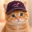 CURVECAT