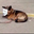 ADOG