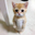 Gato