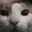 RAMCAT