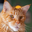 FIRECAT