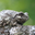 SECRETFROG