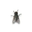 Fly