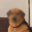 zDOG